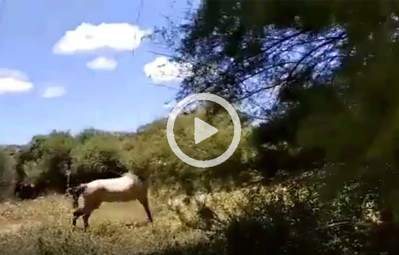 PACMA ha aportado un vídeo de los caballos atados.