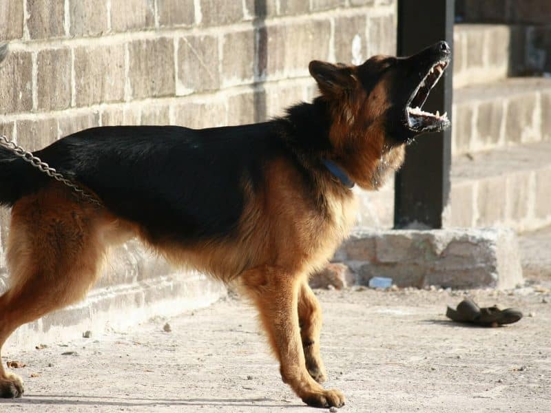 Una familia de Espartinas reclama a sus vecinos una indemnización por "daños morales" a causa de los ladridos de sus perros