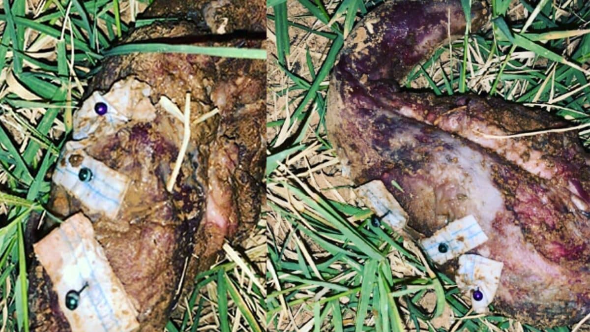 Imagen de las piezas de carne encontrada en Tomares con alfileres y trozos de papel clavados.
