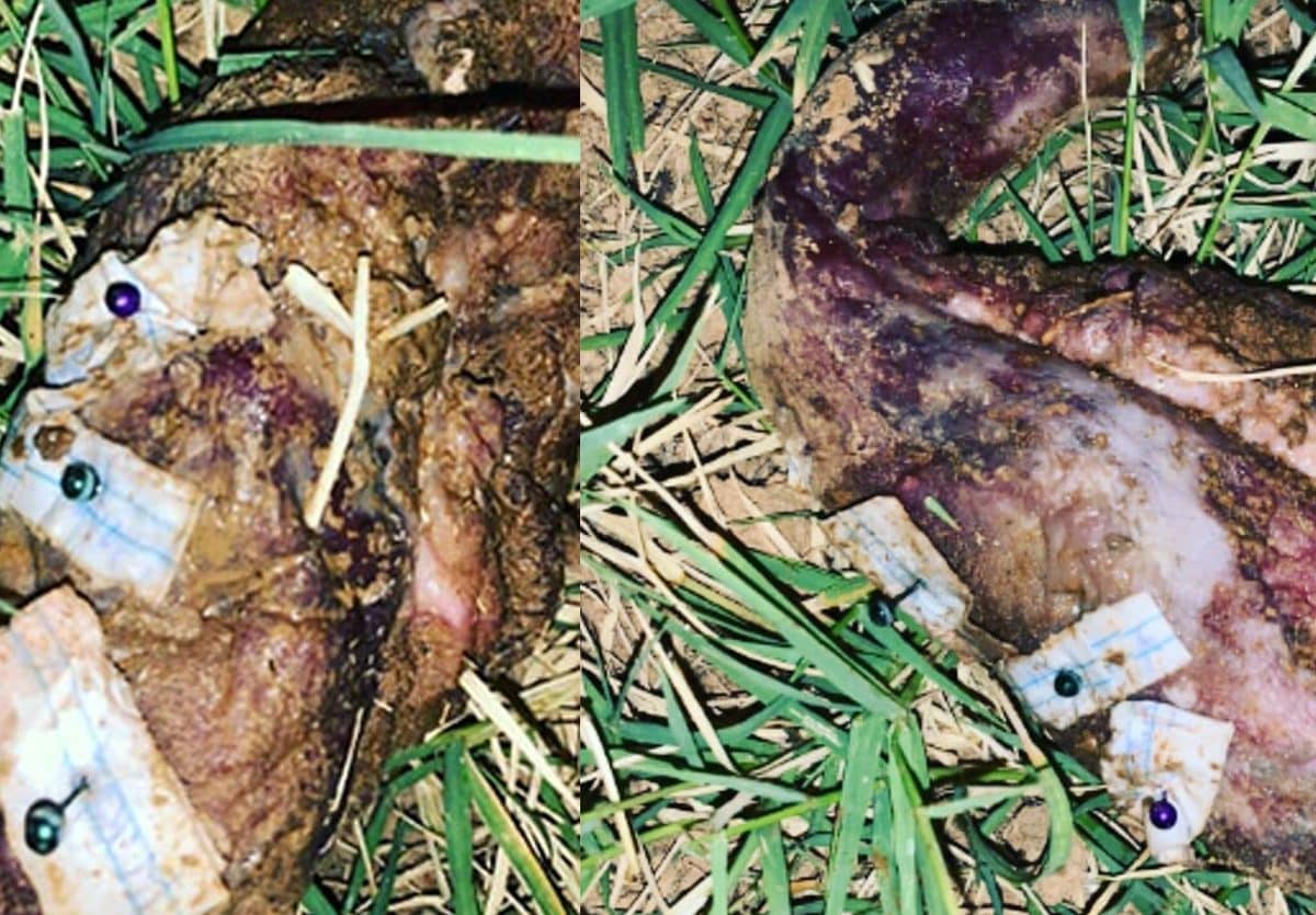 Imagen de las piezas de carne encontrada en Tomares con alfileres y trozos de papel clavados.