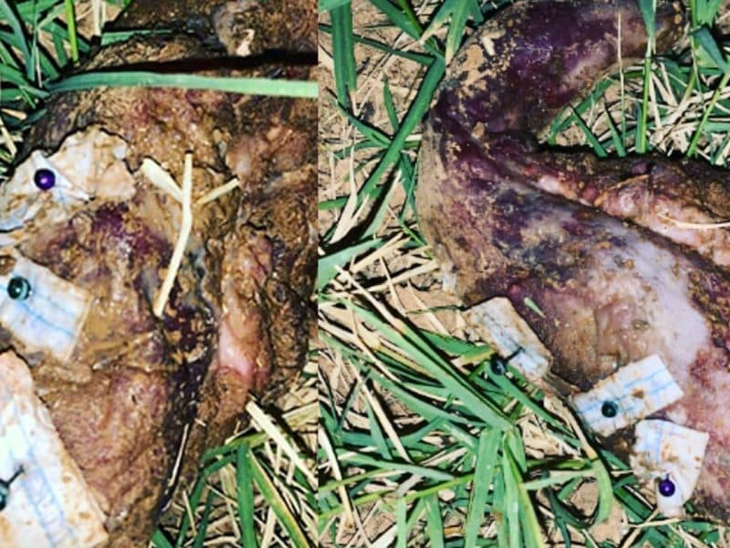 Imagen de las piezas de carne encontrada en Tomares con alfileres y trozos de papel clavados.