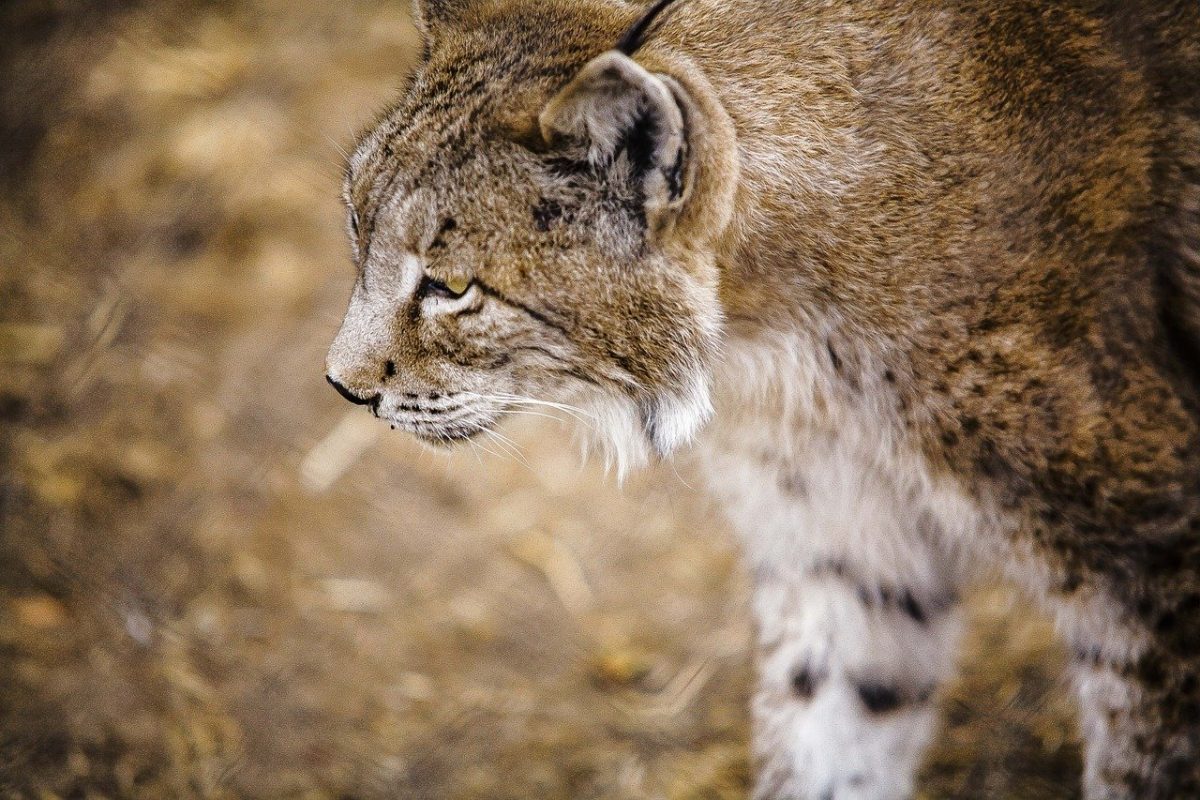 Lynx pardinus, el lince ibérico, se estima que hay seiscientos ochenta y seis ejemplares en libertad distribuidos principalmente por Andalucía.