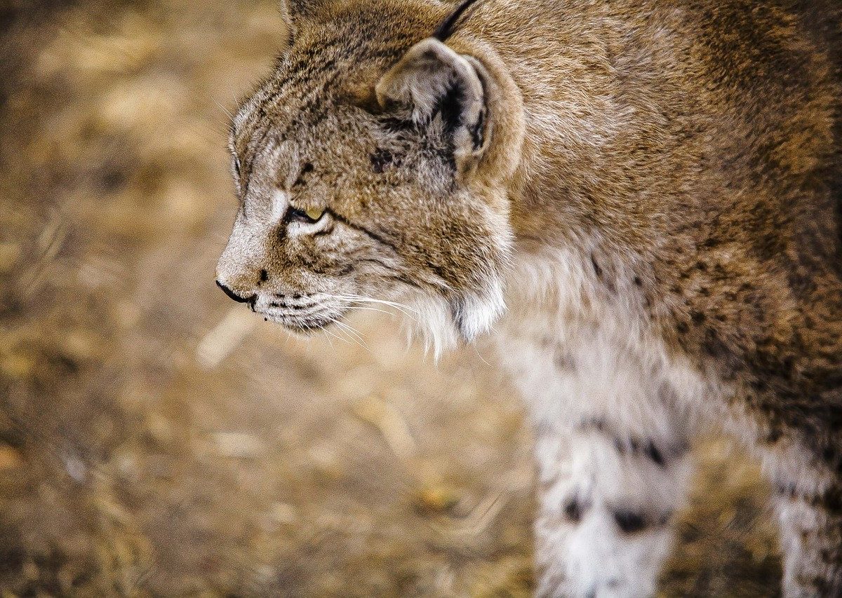 Lynx pardinus, el lince ibérico, se estima que hay seiscientos ochenta y seis ejemplares en libertad distribuidos principalmente por Andalucía.