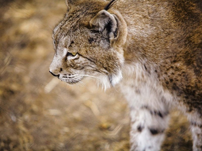 Lynx pardinus, el lince ibérico, se estima que hay seiscientos ochenta y seis ejemplares en libertad distribuidos principalmente por Andalucía.