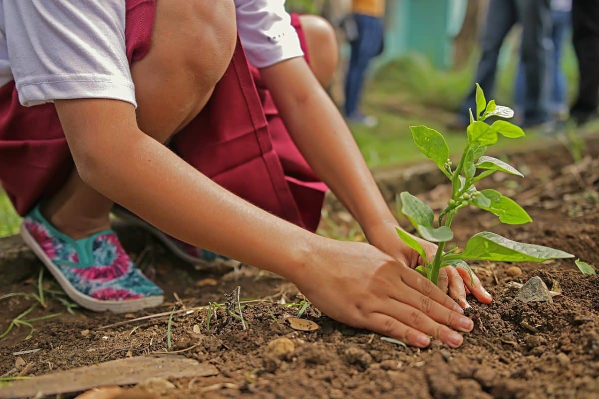 Coria del Río plantará un árbol por cada niño o niña que nazca en la ciudad.