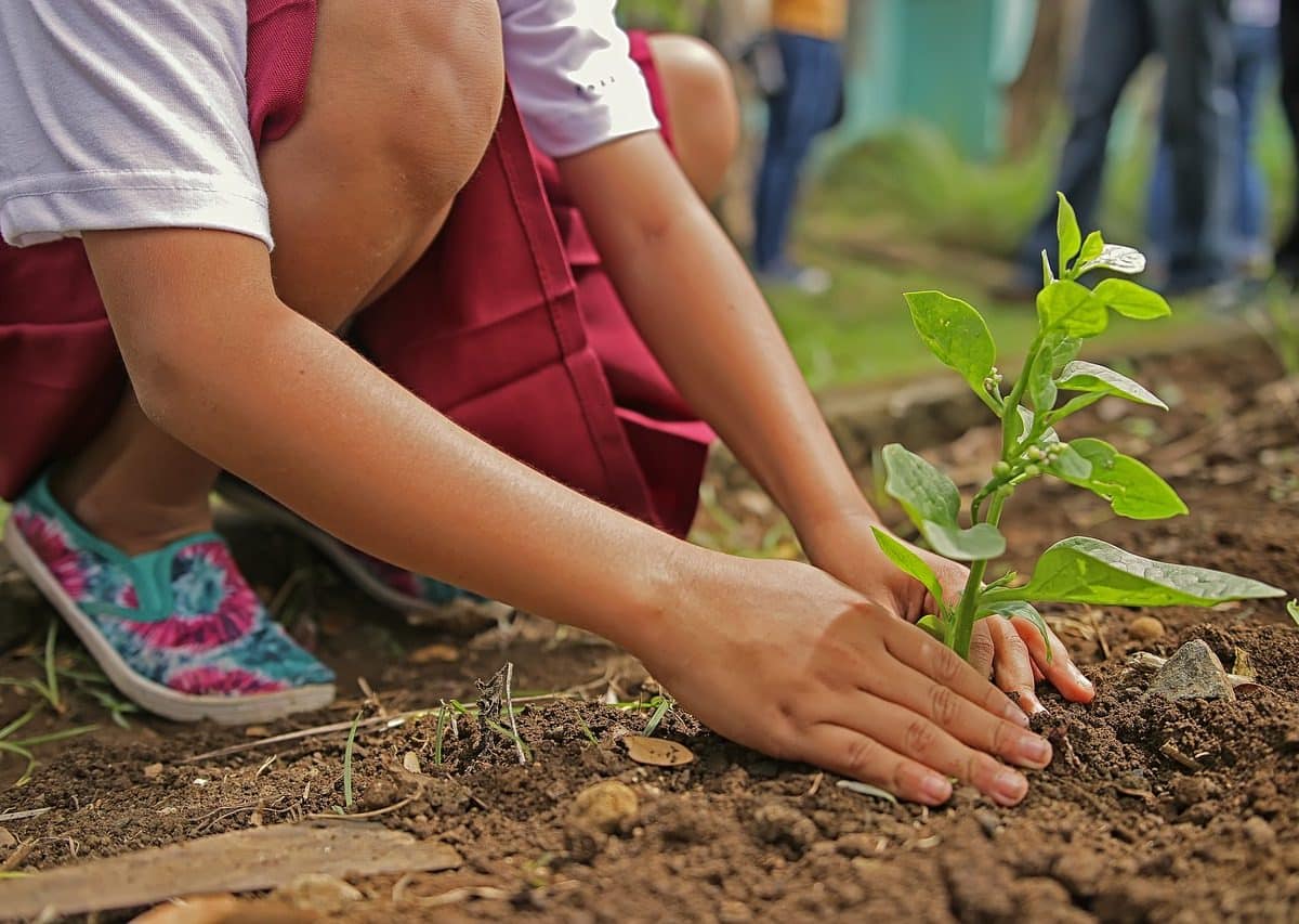 Coria del Río plantará un árbol por cada niño o niña que nazca en la ciudad.