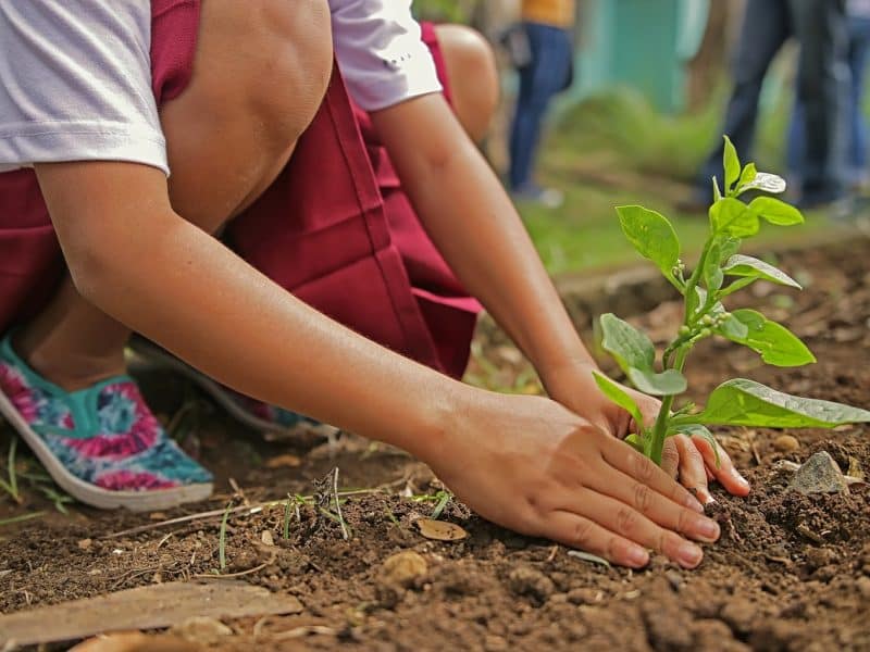 Coria del Río plantará un árbol por cada niño o niña que nazca en la ciudad.