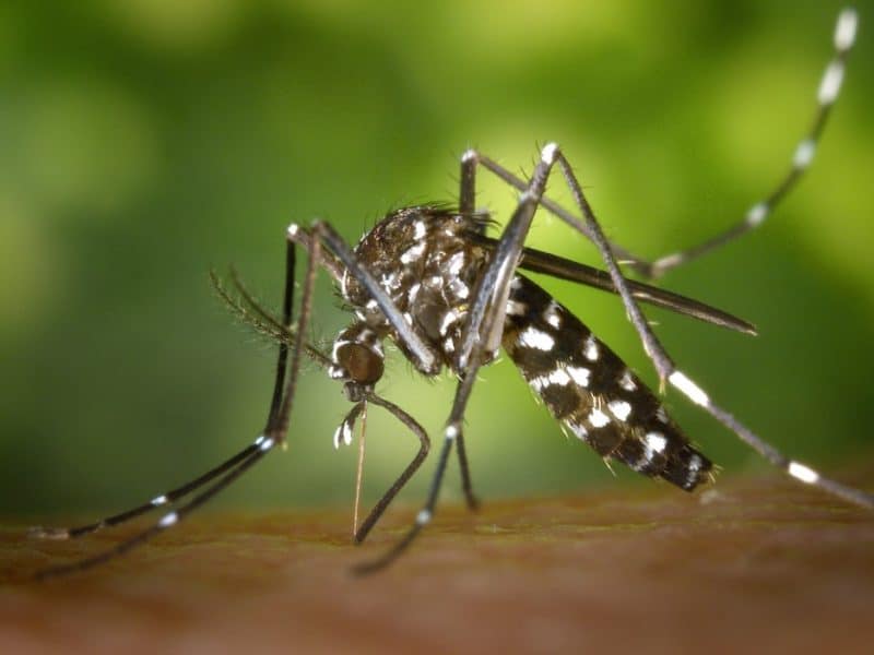 Ejemplar de mosquito asiático, uno de los tipo de mosquitos que pueden transmitir la fiebre del Nilo Occidental.