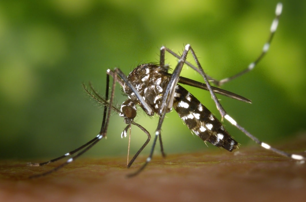 Ejemplar de mosquito asiático, uno de los tipo de mosquitos que pueden transmitir la fiebre del Nilo Occidental.