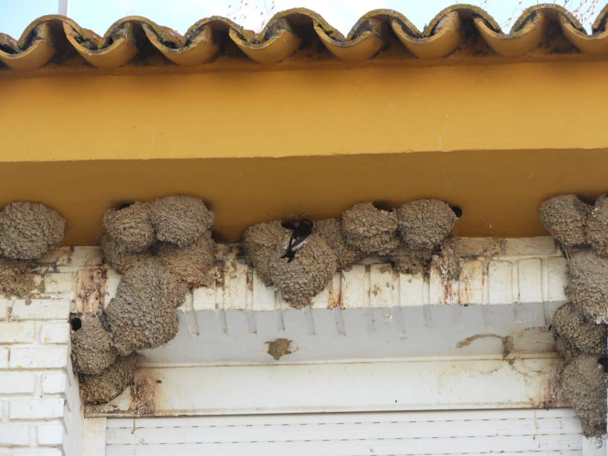 Nidos de avión común de la casa de la Calle Lepanto de Salteras.
