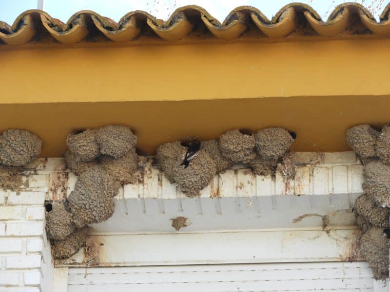 Nidos de avión común de la casa de la Calle Lepanto de Salteras.
