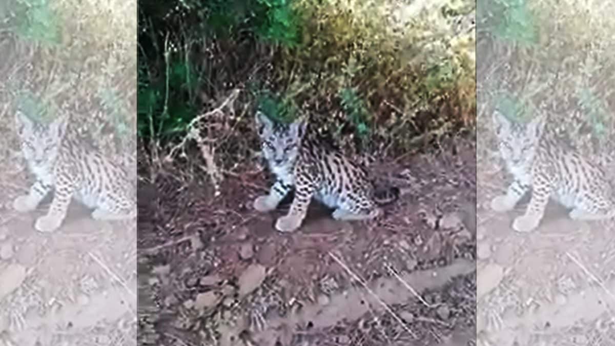 Imagen de una de las crías grabadas por el cazador en los Pinares de Aznalcázar.