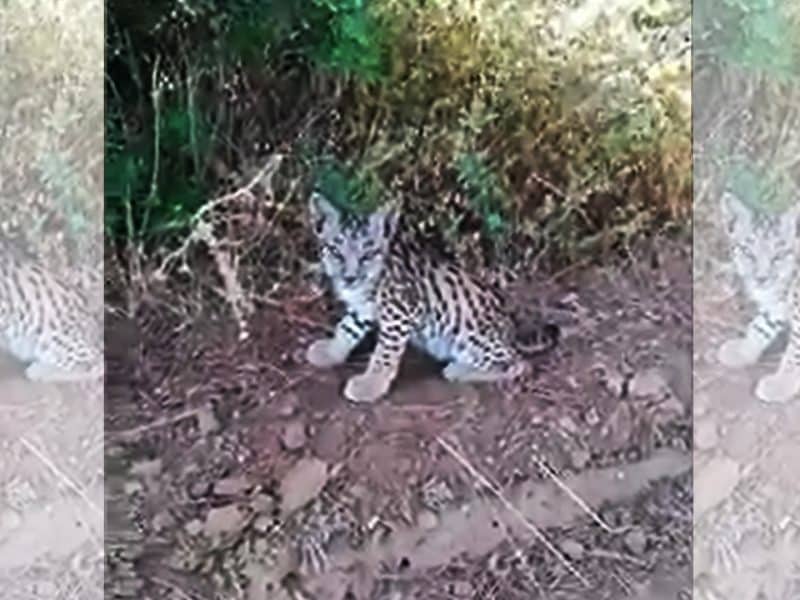 Imagen de una de las crías grabadas por el cazador en los Pinares de Aznalcázar.
