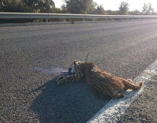 Lince atropellado en la calzada