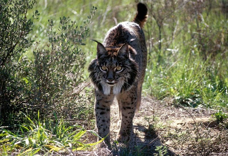Lince ibérico en el área Doñana-Aljarafe. Foto de la Junta de Andalucía.