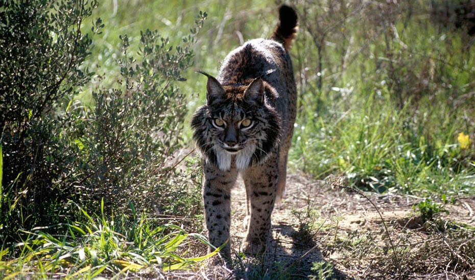 Lince ibérico en el área Doñana-Aljarafe. Foto de la Junta de Andalucía.