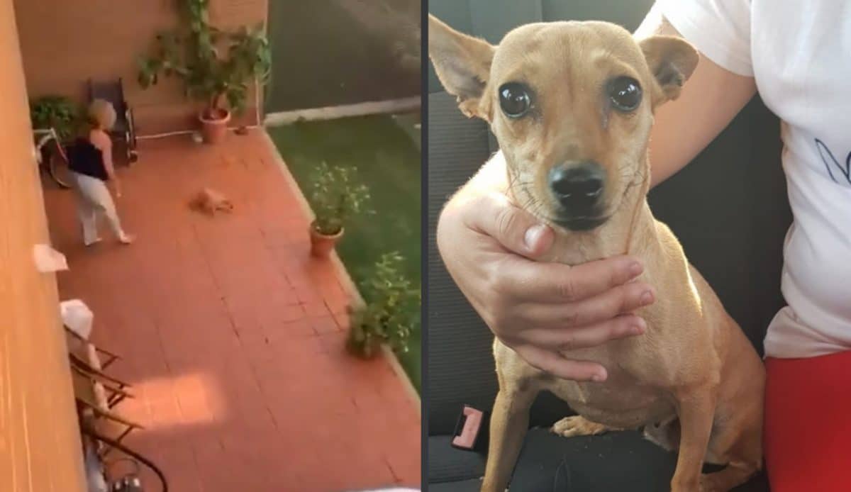 Imagenes del maltrato perpetrado en Mairena y del perro posteriormente rescatado.