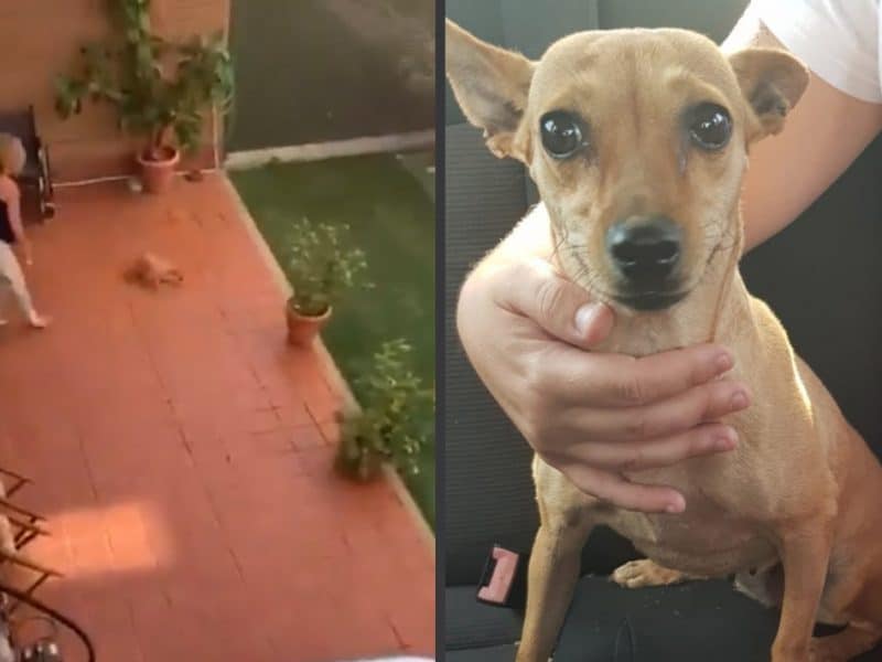 Imagenes del maltrato perpetrado en Mairena y del perro posteriormente rescatado.
