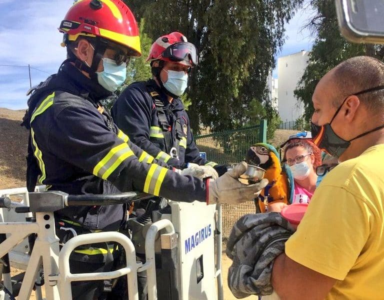 El ejemplar de guacamayo azul es entregado a la familia. Foto: Bomberos Aljarafe