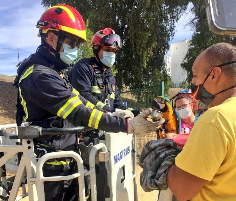 El ejemplar de guacamayo azul es entregado a la familia. Foto: Bomberos Aljarafe