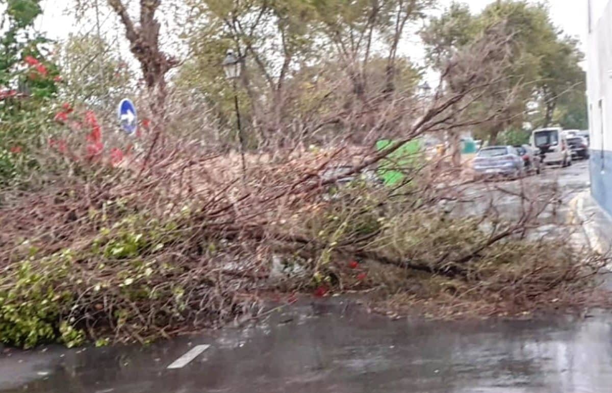 Árbol abatido por el viento en Camas. Foto del Ayuntamiento.