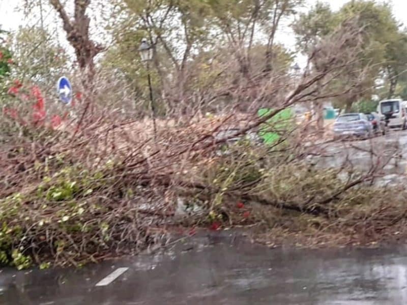 Árbol abatido por el viento en Camas. Foto del Ayuntamiento.