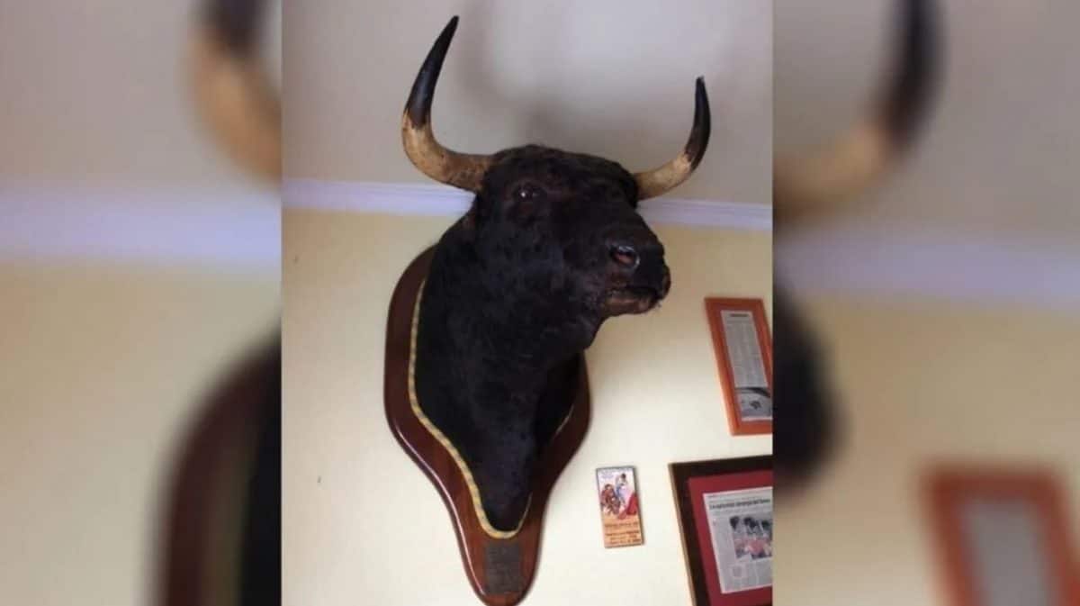 Cabeza de Avispado, el toro que mató a Paquirri en Pozoblanco.