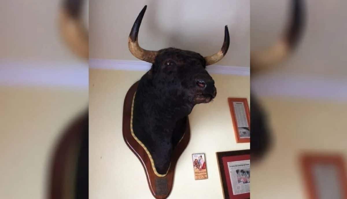 Cabeza de Avispado, el toro que mató a Paquirri en Pozoblanco.