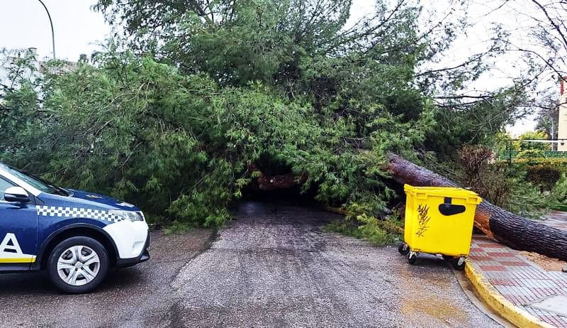 Árbol derribado por la borrasca Filomena en Tomares. Imagen de Emergencias Tomares.