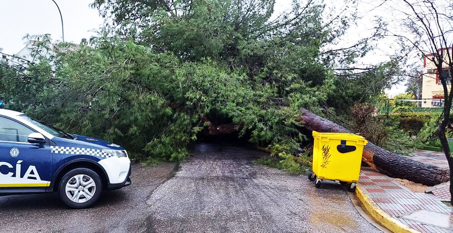Árbol derribado por la borrasca Filomena en Tomares. Imagen de Emergencias Tomares.