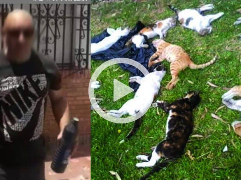Imagen que ilustra la recogida de firmas, cuyos gatos no se corresponden con la colonia de Bormujos.