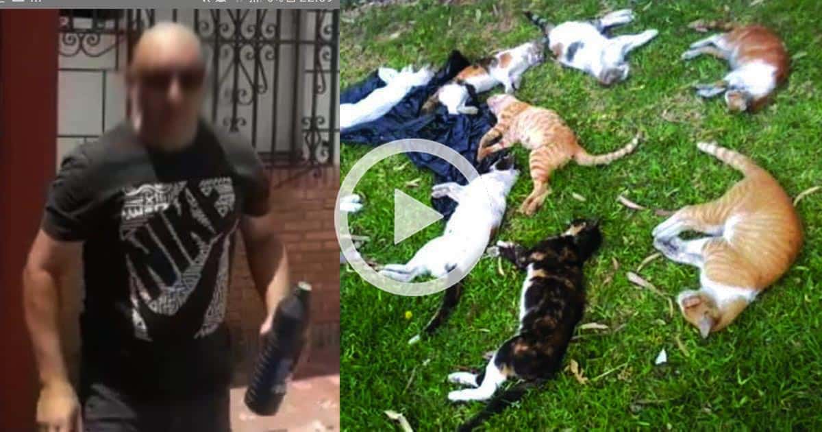 Imagen que ilustra la recogida de firmas, cuyos gatos no se corresponden con la colonia de Bormujos.