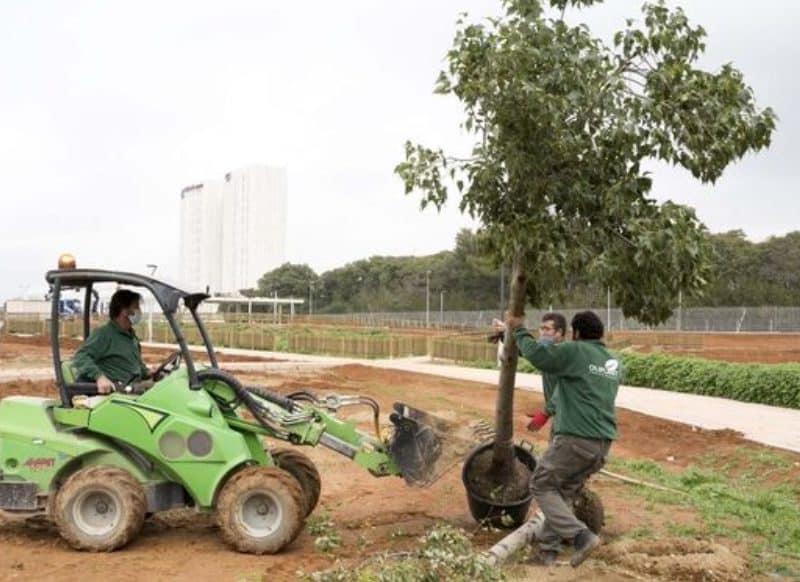 Plantación del primer árbol en el Parque Central de Mairena del Aljarafe.
