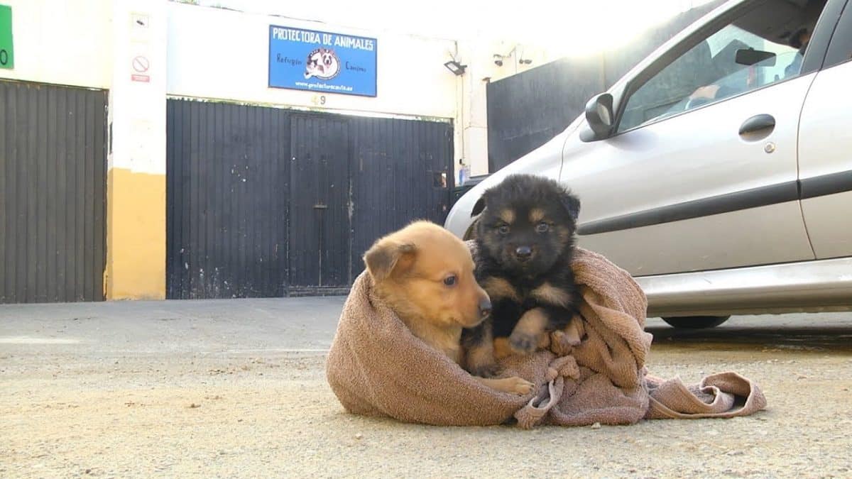 Foto de archivo de dos perros abandonados.