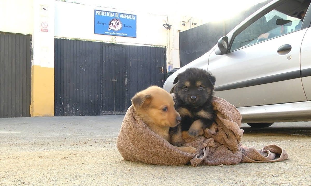 Foto de archivo de dos perros abandonados.