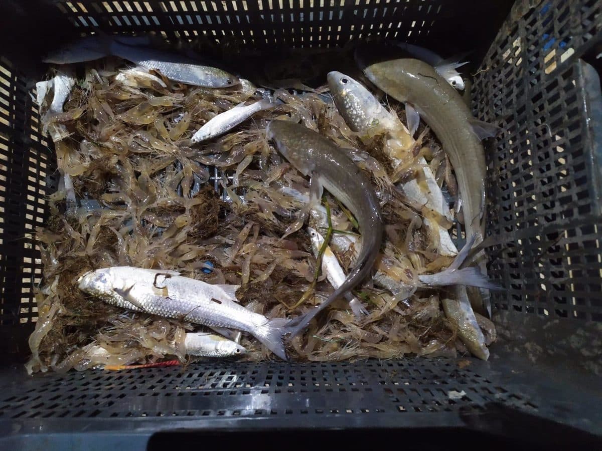 Pesca requisada de con medios ilegales en el Bajo Guadalquivir. GUARDIA CIVIL
