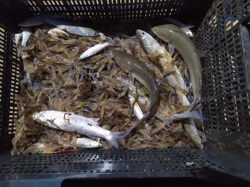 Pesca requisada de con medios ilegales en el Bajo Guadalquivir. GUARDIA CIVIL
