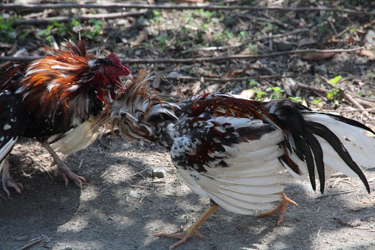Foto de archivo de pelea de gallos.