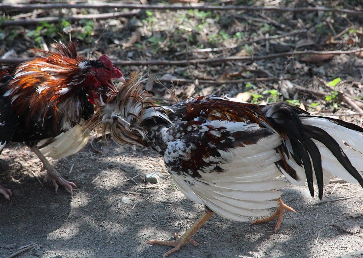 Foto de archivo de pelea de gallos.