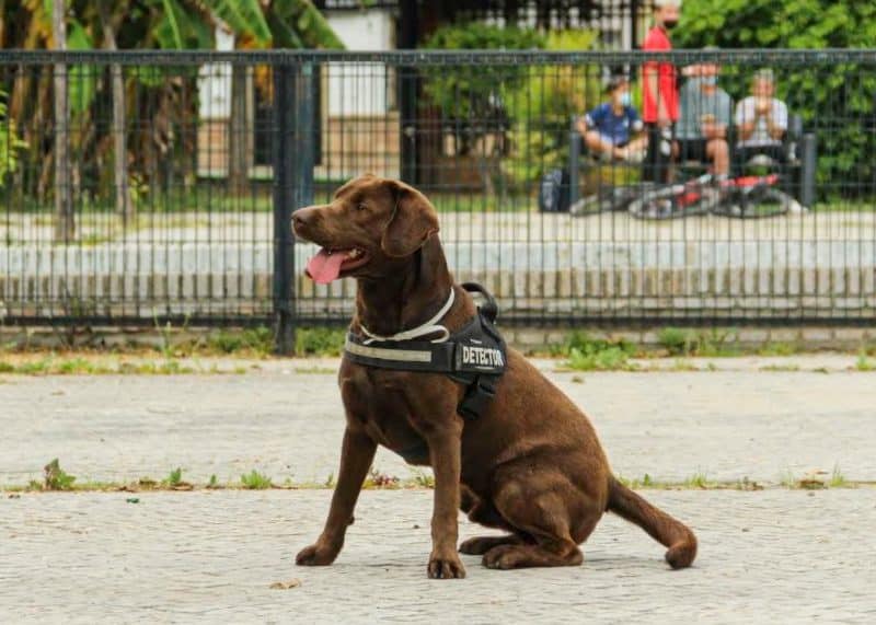 Kilo, el perro de la Policía Local de Bormujos. Foto del Ayuntamiento de Bormujos.