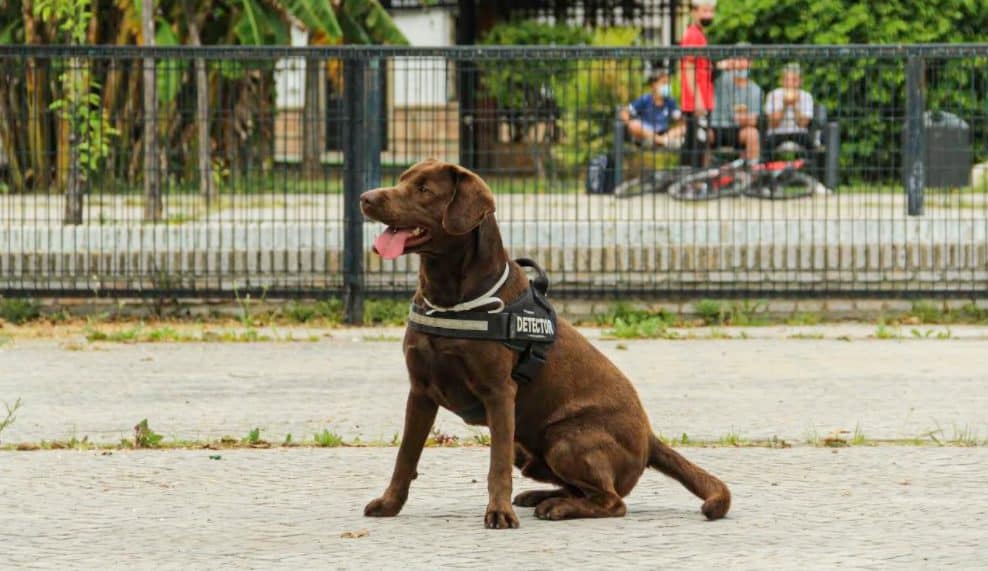 Kilo, el perro de la Policía Local de Bormujos. Foto del Ayuntamiento de Bormujos.