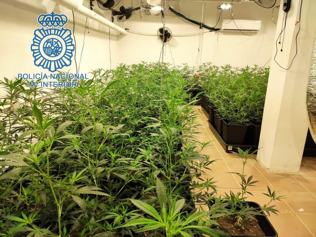 Una de las plantaciones de marihuana desmanteladas por la Policía Nacional.