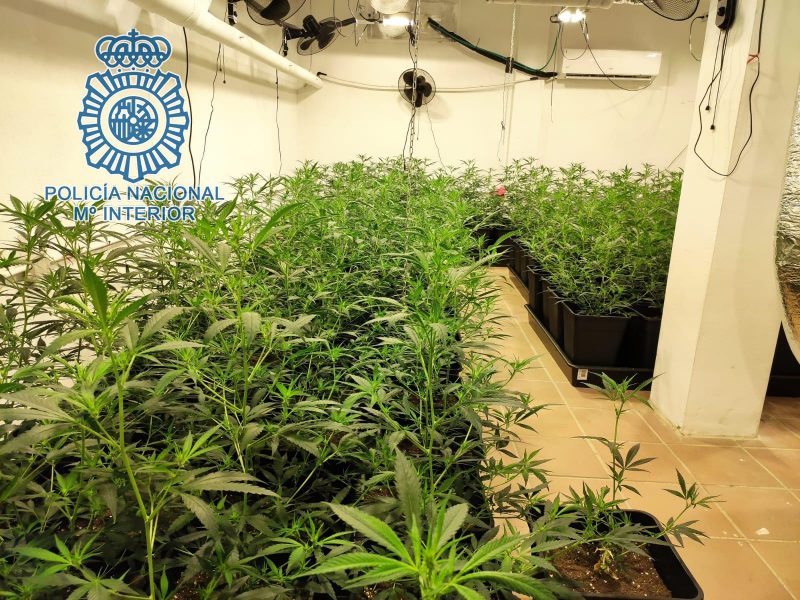 Una de las plantaciones de marihuana desmanteladas por la Policía Nacional.