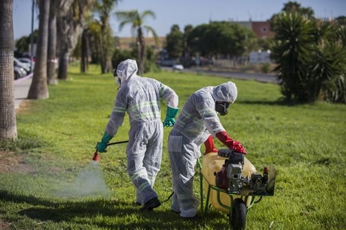 Labores de desinfección en Coria del Río.