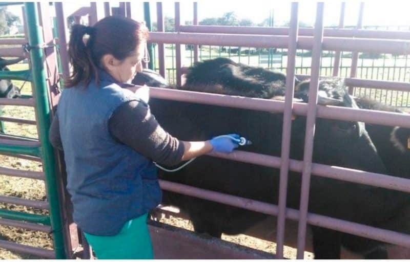 Vacunación contra la lengua azul