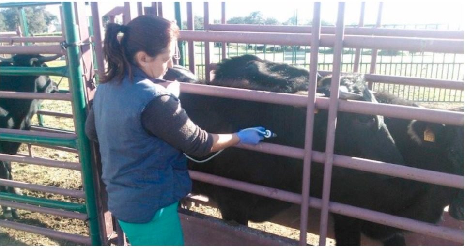 Vacunación contra la lengua azul