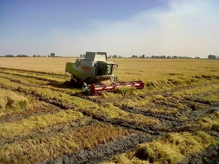 Cosecha de arroz. Europa Press