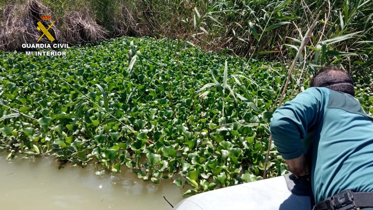 Imagen de la Guardia Civil analizando la vegetación fluvial del Guadalquivir.