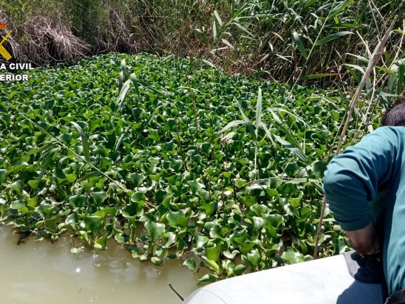 Imagen de la Guardia Civil analizando la vegetación fluvial del Guadalquivir.