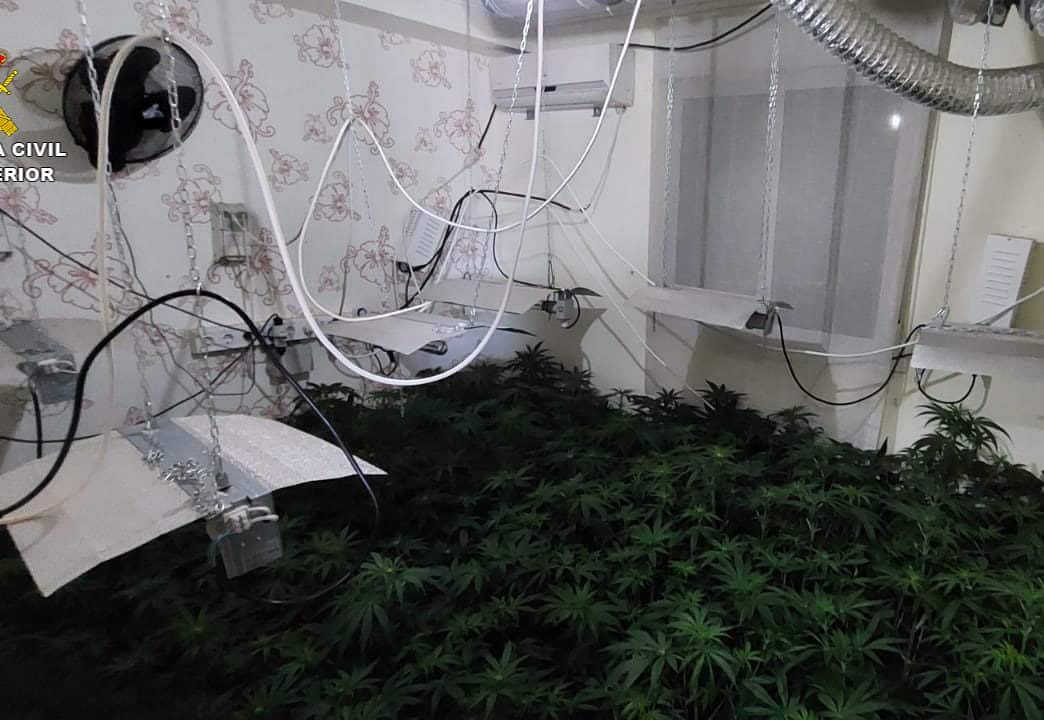 Una de las dos plantaciones encontradas en el domicilio. Guardia Civil.
